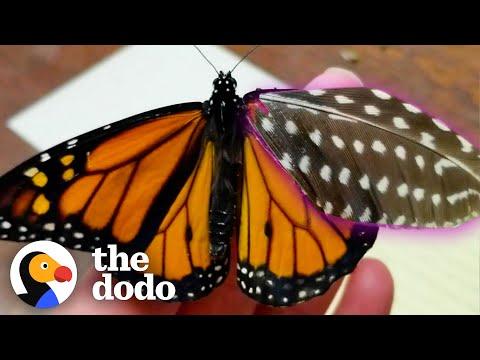 Woman Repairs Butterfly's Broken Wing With A Feather #Video