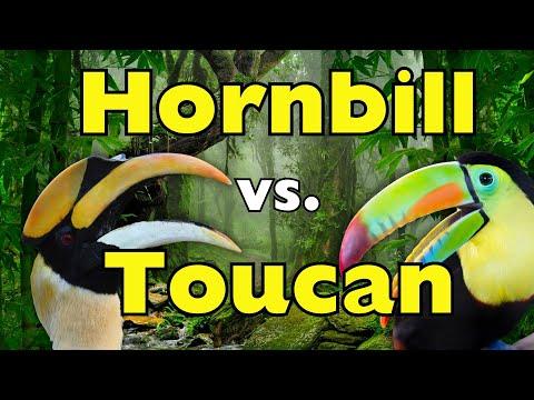 Hornbill vs Toucan: Same Beak, Different Worlds #Video