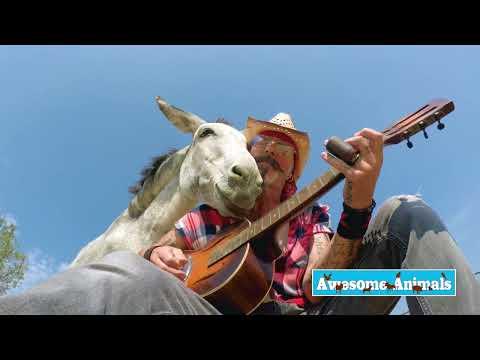 Lets talk about Music for animals #Video
