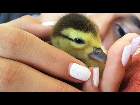 Watch This Duckling Grow Up In 73 Seconds