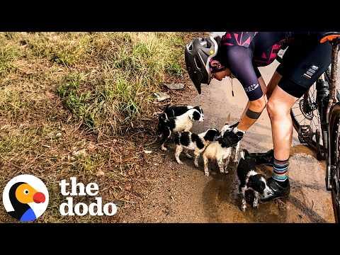 Woman Goes For A Bike Ride And Comes Home With A Litter Of Puppies #Video