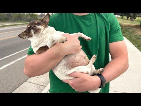 We adopted a sad and obese chihuahua #Video