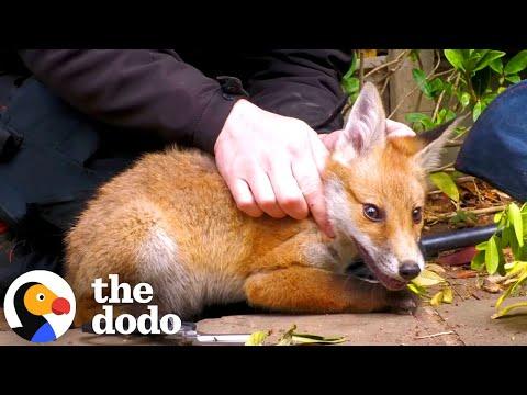 Tangled Baby Fox Calms Down For His Rescuer #Video