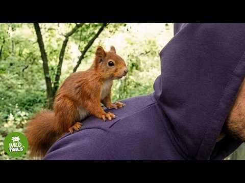 A Rescued Squirrel Refused To Leave Me! #Video