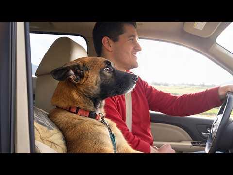 Adorable Dogs Are Completely Obsessed With Their Dad #Video
