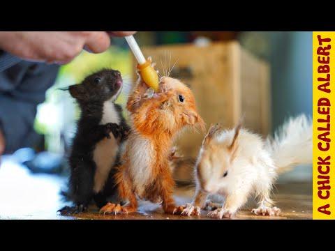 Three Little Squirrels got kicked out of their nest - A Chick Called Albert #Video
