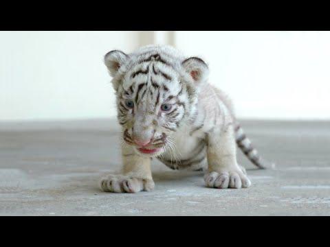 Baby tiger videos in this tiger cubs cute videos compilation. Tigers look like ordinary house cats i