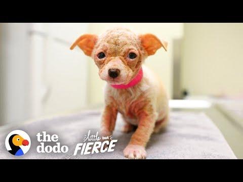 Watch Hairless ‘Alien’ Puppy Grow Up to be the Cutest Dog | Little But Fierce