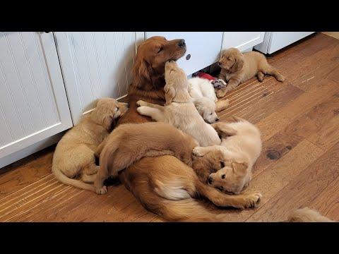 Golden Retriever Dad Babysits Puppies Video