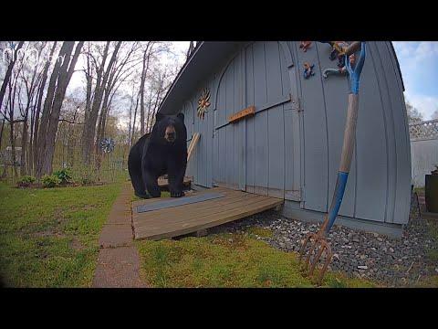 Bear Has Saddest Reaction to Shed’s New Lock #Video