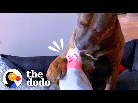 Dog Finds An Injured Parrot And They Become Best Friends #Video