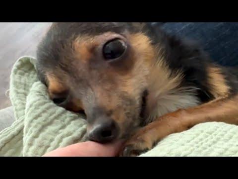 Disabled dog has sweetest response when mom says I love you #Video