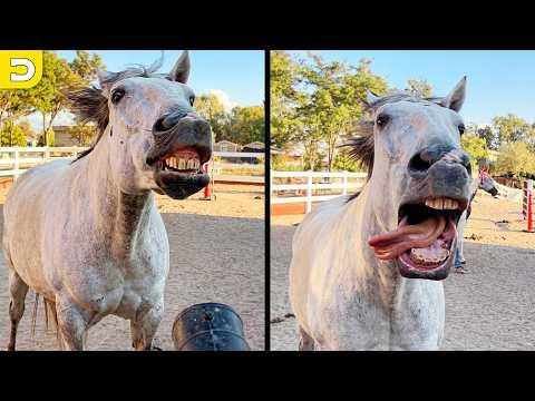 This Cat Hates Bath Time | YOUR Daily Dose of Pets #Video