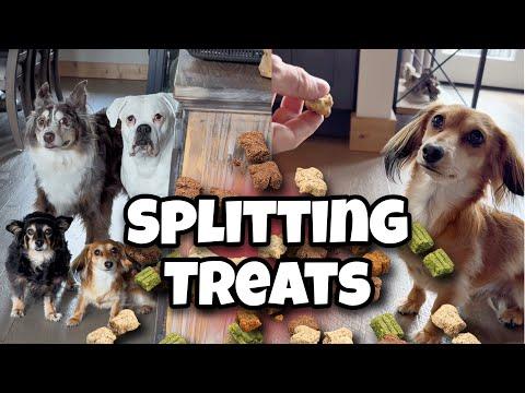 I Split the Dogs’ Treats (and they got their revenge) #Video