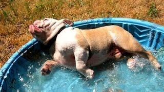 Bulldogs Playing in Pools Compilation
