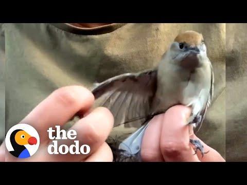Woman Saves Hundreds Of Birds From Illegal Poaching #Video