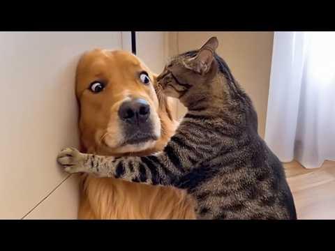 When Kitten Boss Around Big Dogs #Video