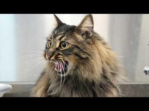 I Did NOT Expect a Barn Cat to Love Grooming THIS Much #Video