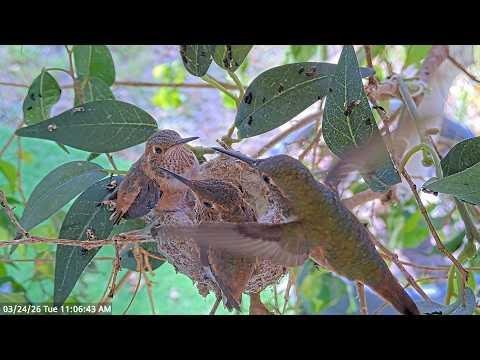 Hummingbird Chicks Amber & Ash – Last Full Day on the Nest #Video