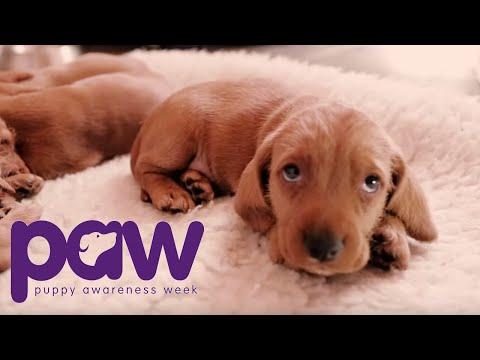 Puppy Awareness Week