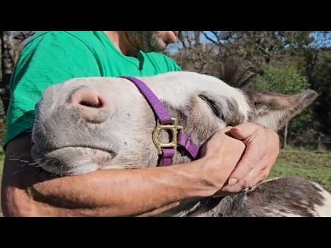 Lonely donkey meets the man of his dreams #Video