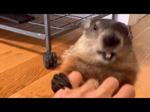 Woman says her groundhog acts like human toddler #Video