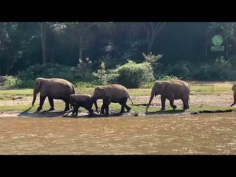 Lek Lek exploring Nature Classroom with Her Nannies - ElephantNews #Video