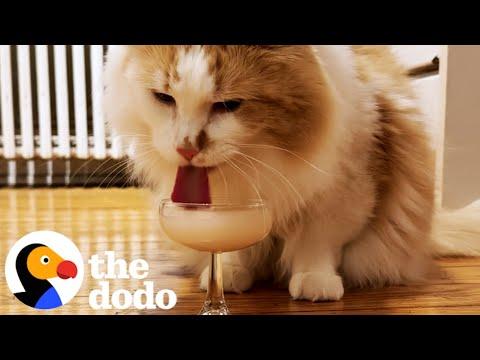 Cat Prefers A Martini To Milk #Video