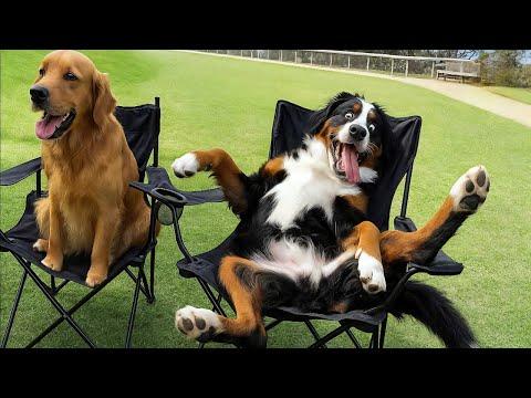 When God Gifts You a Comedian Dog #Video