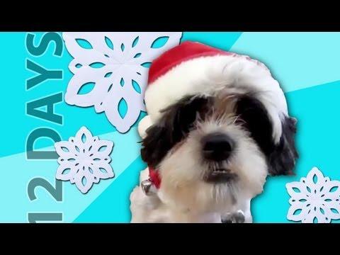 Animals Sing '12 Days of Christmas' #Video