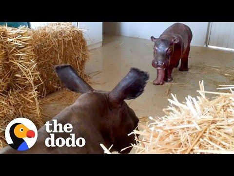 Baby Hippo Raised By Rhinos Meets A Hippo... #Video