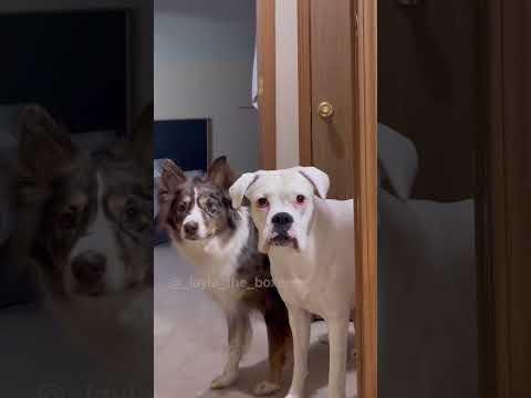 When dogs need a bath... #Video