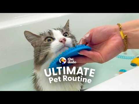 Cat Who Loves The Water Waits In The Tub For Bath Time #Video