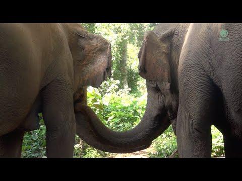 Healing Bonds: Mae Lanna and Soa Yai's Journey to Recovery - ElephantNews #Video