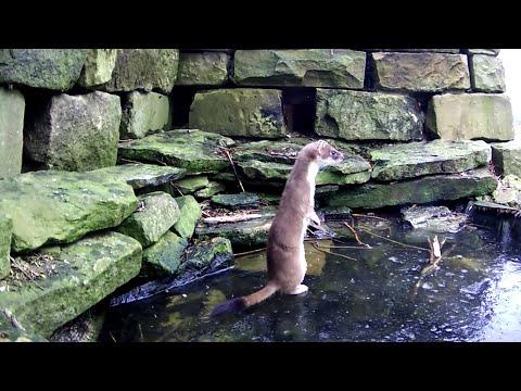 I Built a Pond for Stoats & They Loved It | Discover Wildlife | Robert E Fuller #Video