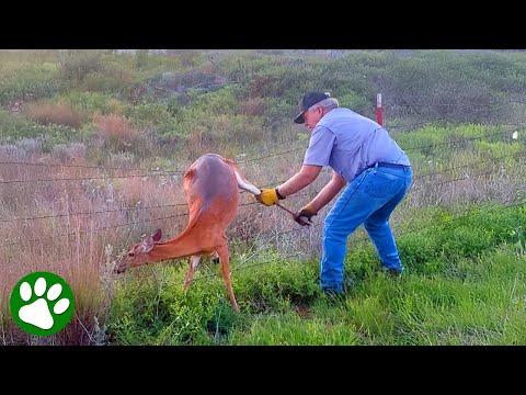 Old Man Saves Mama Deer #Video