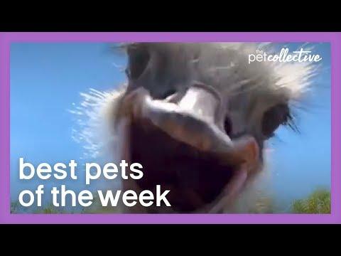 That's A Big Bird!!! | Best Pets of the Week