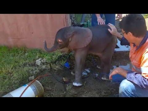 Dumbo Drain Rescue For Young Elephant