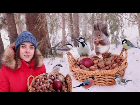 Adorable Munching Squirrels! - Relax with Squirrels, Birds and Forest Sounds (1 hour) #Video