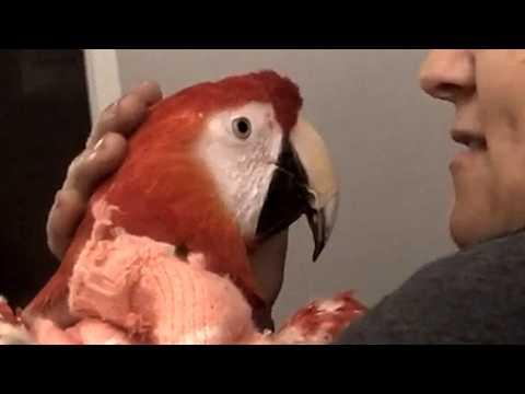 Tears as disabled bird 'flies' for first time #Video