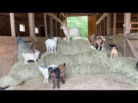Goat Kid Shenanigans: A Cure for the Blues #Video