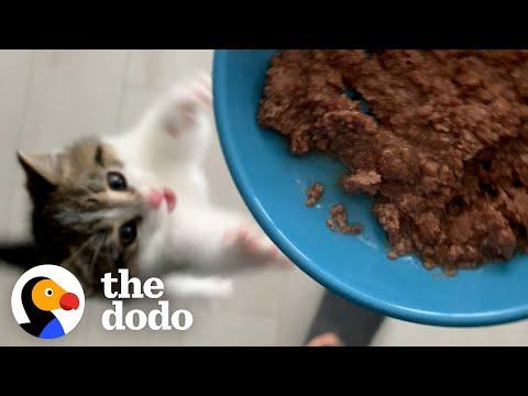 Reasons My Cat Wouldn't Survive In The Wild #Video