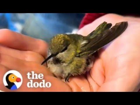 Family Rescues A Tiny Hummingbird Tangled In A Spiderweb #Video