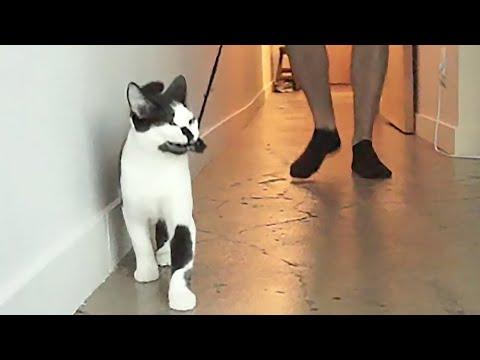 How To Walk Your Human by Kodi The Kitten
