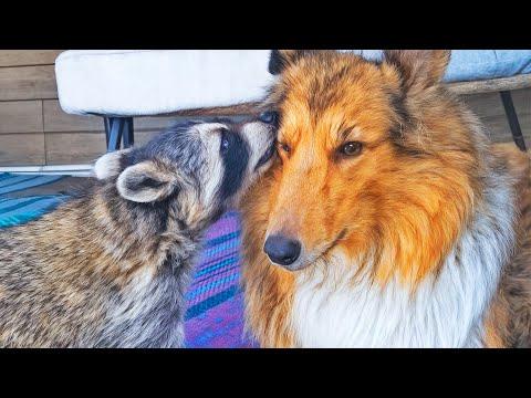 This Raccoon Was Broken and Alone — Then He Found a Dog Best Friend #Video