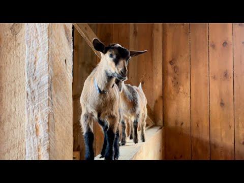 Goat Kids New Trick #Video
