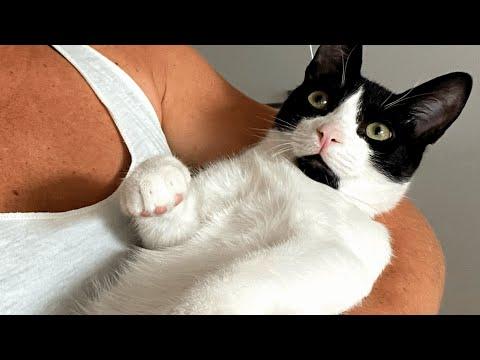 Woman gets cat boyfriend didn't want. But now she's the third wheel. #Video