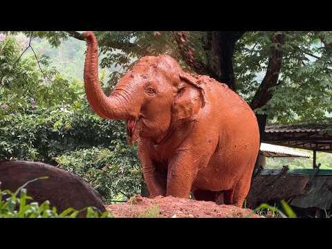 Elephant Chuan Chom Gives Herself a Full Spa Treatment - ElephantNewsv
