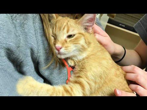 CATS Actually Love Their Humans, Here are the Proofs #Video