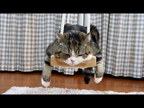 Maru relaxes on the swing